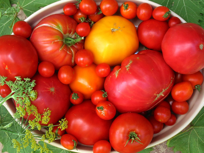 tomatoes in bowl