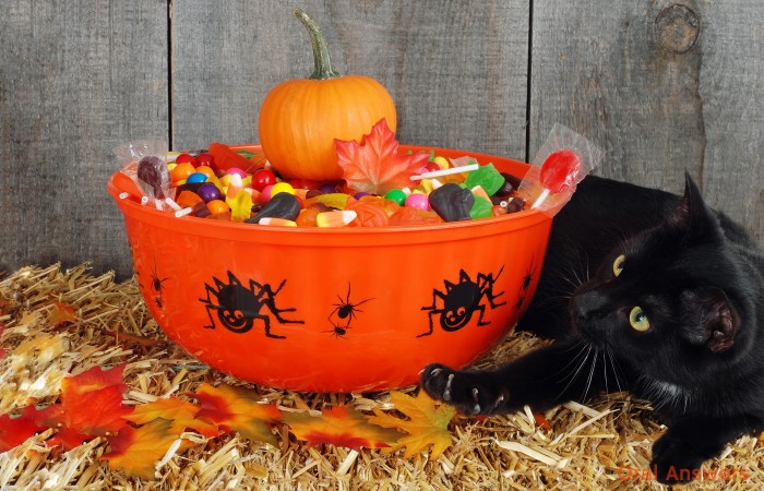 Black cat and Halloween candy