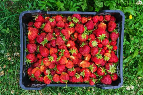 Box of strawberries