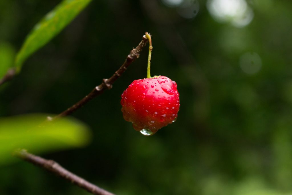 Cherry