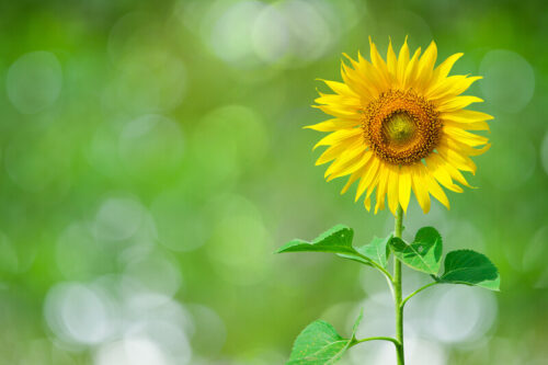 Sunflower green background